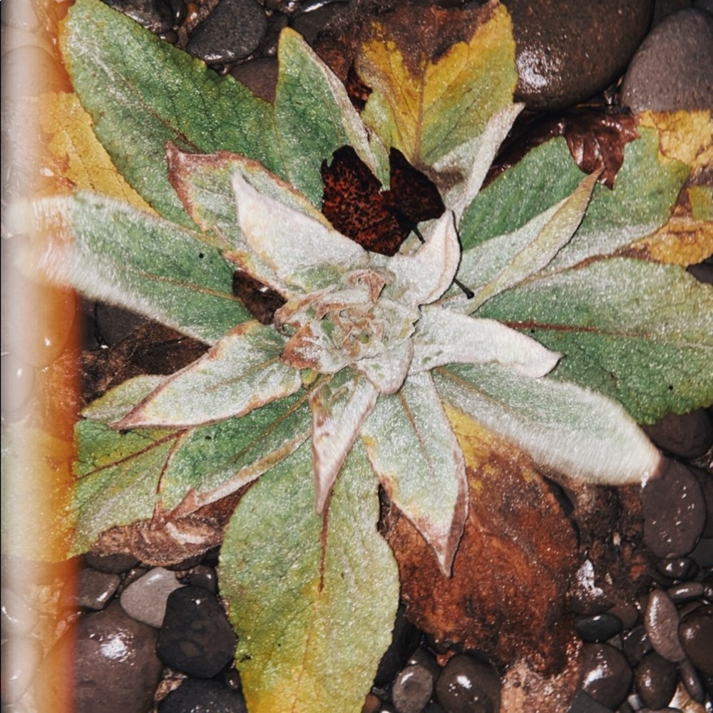 Meet your Posher, Angelina